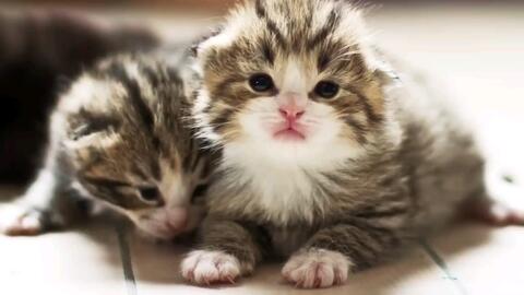 猫九酱衣服不小心爆开了,质量问题呀!12.28 20点场,猫九酱微博