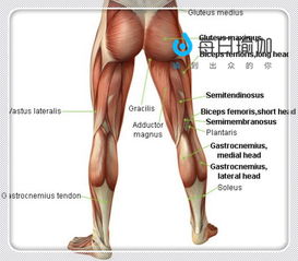 大腿后侧肌肉叫什么名字
