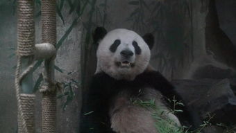 熊猫人 豆瓣,熊猫人 魔兽世界