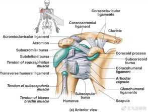冻结肩是什么原因引起的