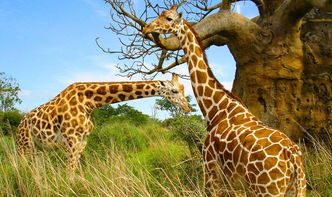 长颈鹿是鹿吗为什么