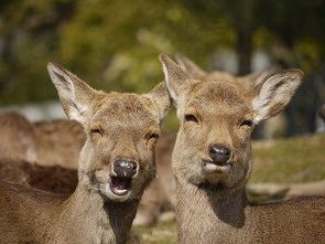 秋鹿家居服 怎么样