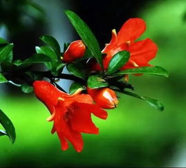 石榴花像什么一样红