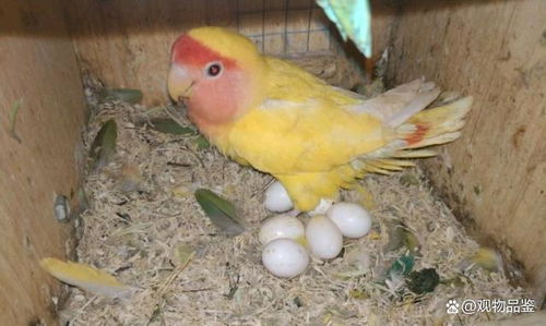 鹦鹉下蛋了要怎样照顾孵蛋