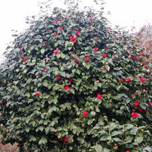 茶花树苗价格茶花小苗大约多少钱棵，茶花树苗价格表