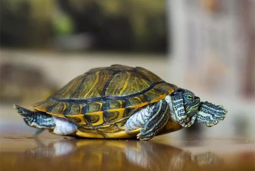 小乌龟要怎么养