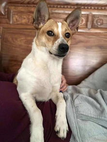 狗狗搜索怎么不能用