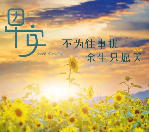 心向阳光下一句是什么