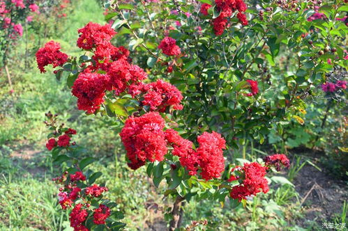 千日红花图片,花无百日红,人无再少年,下一句是什么