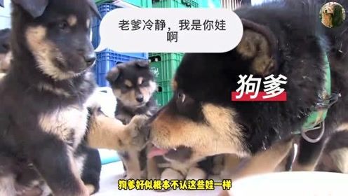 godaddy（狗爹） 域名 怎么人家过户给我了，还可以