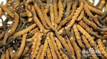 冬虫夏草正确吃法是什么？