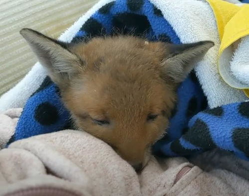 精致分析，狐狸妈是否和芬尼尔分手又为什么分手