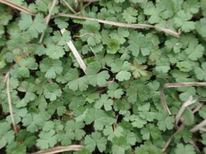 种草是什么意思