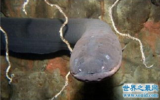 电鳗为什么会放电？这是什么原理？