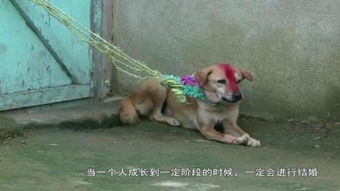 狗女人英语怎么说，狗女人是骂人的意思吗