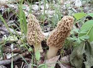 羊肚菌种植方法和条件视频