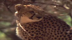 谁能帮我翻译一篇文章《Athene's Theory of Everyt