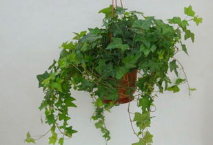 常春藤植物图片