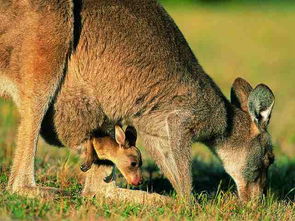 袋鼠的尾巴是干什么的？