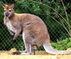 袋鼠的尾巴有什么用