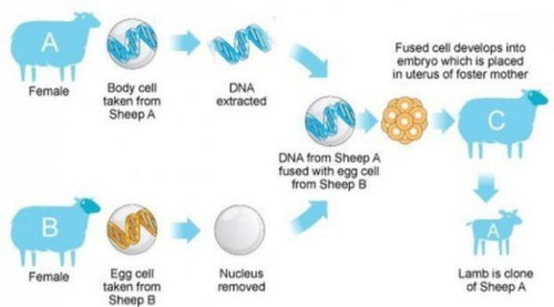 什么是克隆技术