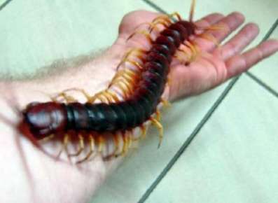 世界上最大的蜈蚣有多大