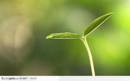 茂盛植物生长得多而茁壮造句