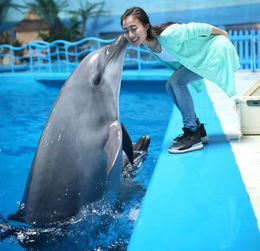 海豚是哺乳动物吗还是鱼类,海豚是哺乳动物吗为什么