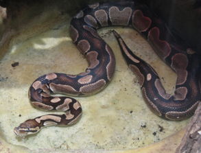 梦见自己被大蟒蛇追赶并咬了我