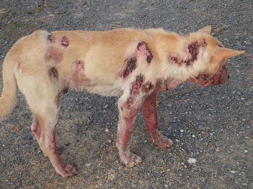 狗螨虫怎么去除简单方法如下