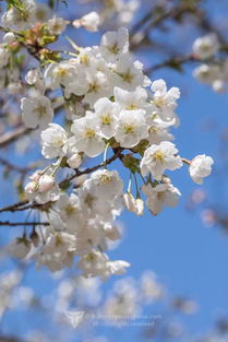 樱花结果吗?能吃吗?，樱花树结的果子叫什么