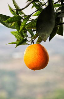 橙子的功效与作用,橙子的功效与作用减肥