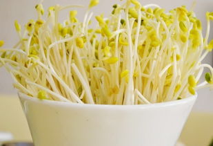 减肥为啥不让吃豆芽