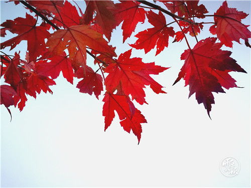 枫叶的外形和特征