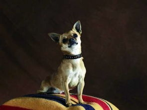 常见的宠物用品品牌有哪些?