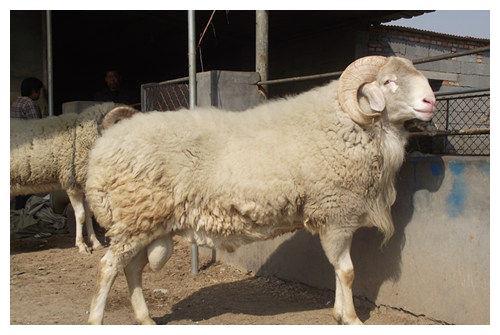 羊是哪一年出生的几岁