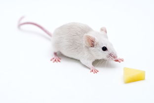 什么是小白鼠