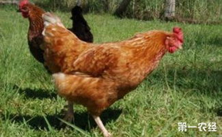 山东今日817毛鸡价格