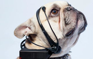 翻译狗在线翻译,翻译狗的语言