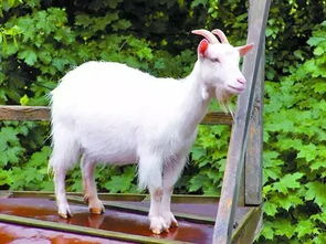 梦见山羊攻击我