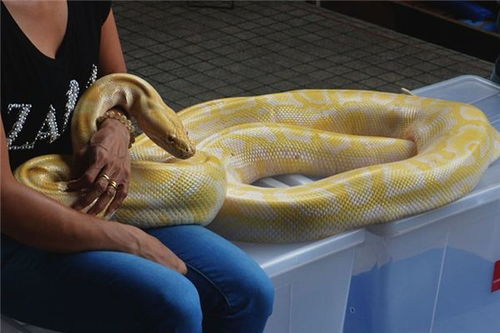 梦见蛇缠腿是什么预兆女人