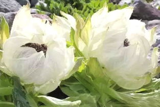 雪莲花的功效和作用及食用方法