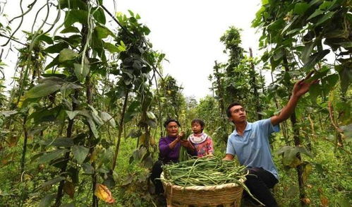 农村适合种植什么?种植业什么最赚钱?