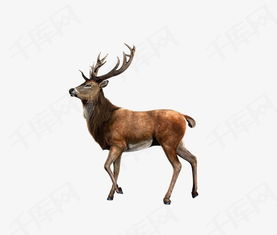 用英语介绍圣诞麋鹿