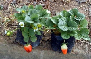 生根粉灌根的正确方法