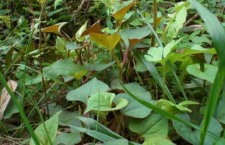 鱼腥草是折耳根吗图片