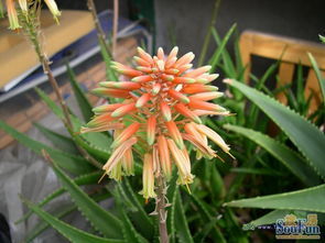 新鲜芦荟花怎么吃效果好