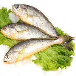 大黄鱼和大黄花鱼的区别及价格