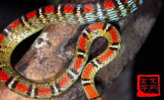 杯弓蛇影是啥意思?