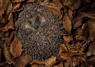 冬眠的动物都有哪些图片?,冬眠的动物有哪些